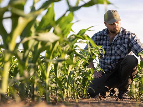 Man in cornfield